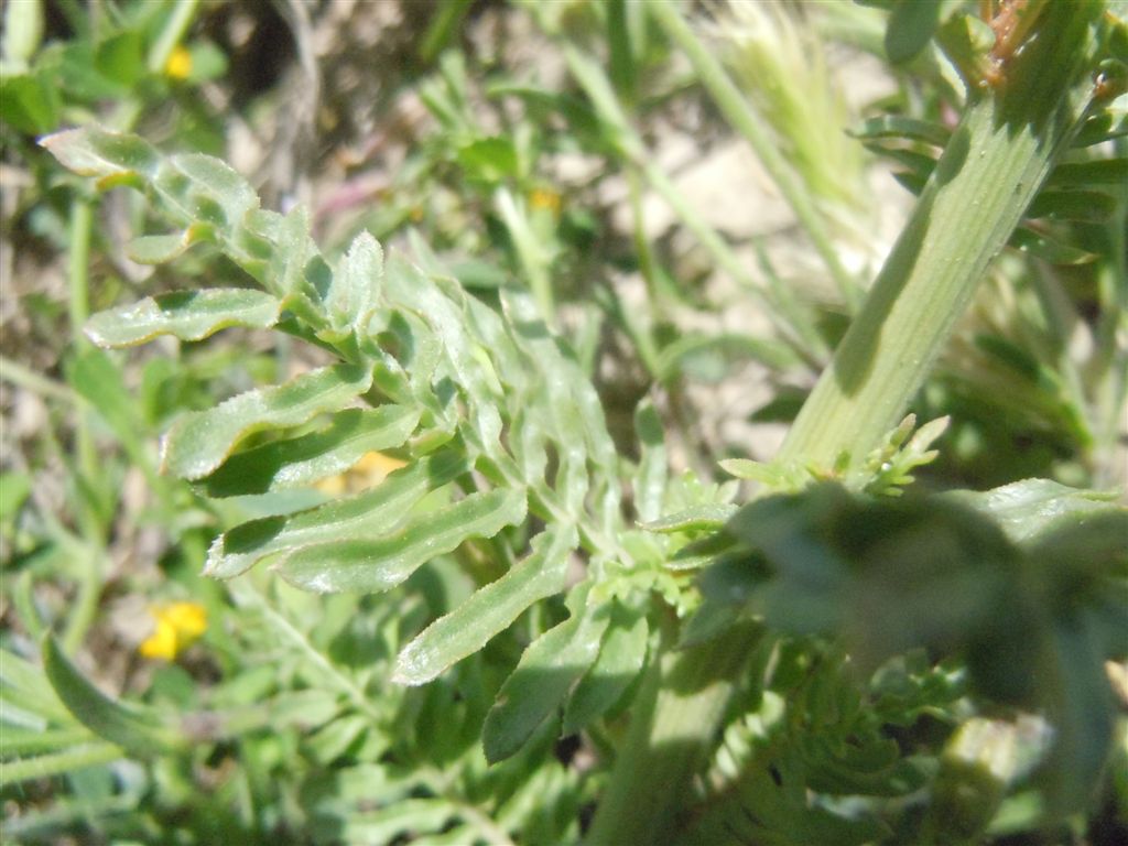 Reseda alba